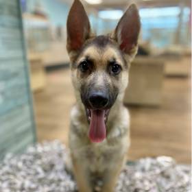German Shepherd