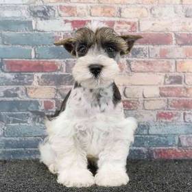 Mini Schnauzer
