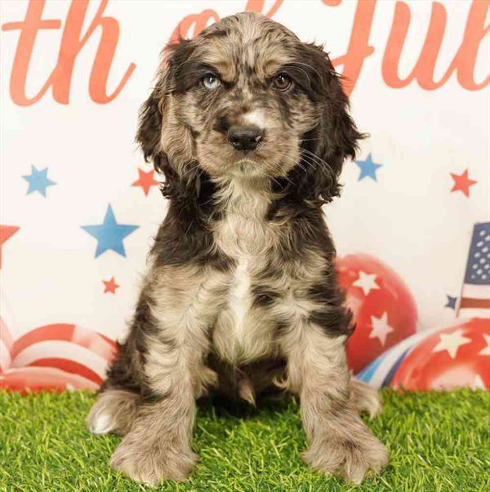 carousel pet images