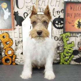 Mini Schnauzer