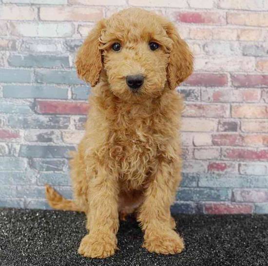2nd Gen Mini Goldendoodle