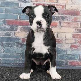 Boston Terrier