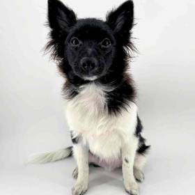 Pomeranian