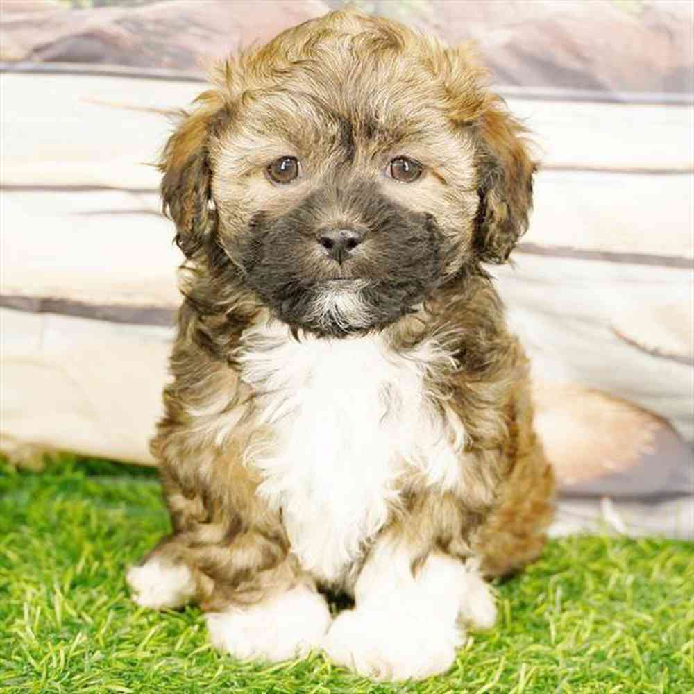 carousel pet images