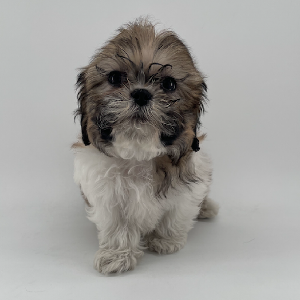 carousel pet images