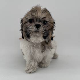 Shih Tzu