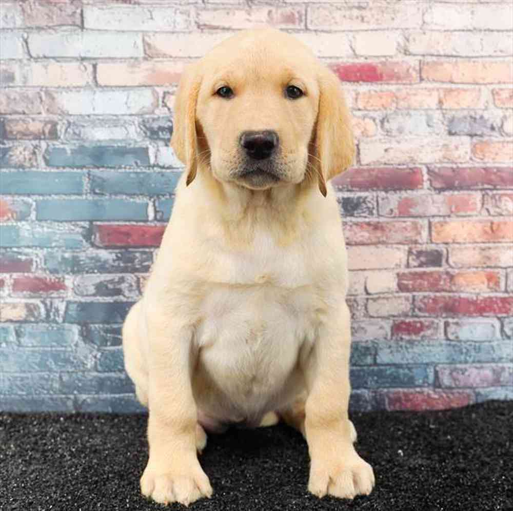 Image of a pet breed in the gallery
