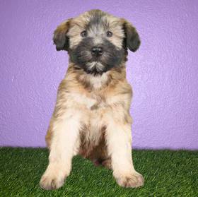 Soft Coated Wheaten Terrier