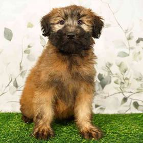 Soft Coated Wheaten Terrier