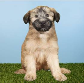 Soft Coated Wheaten Terrier