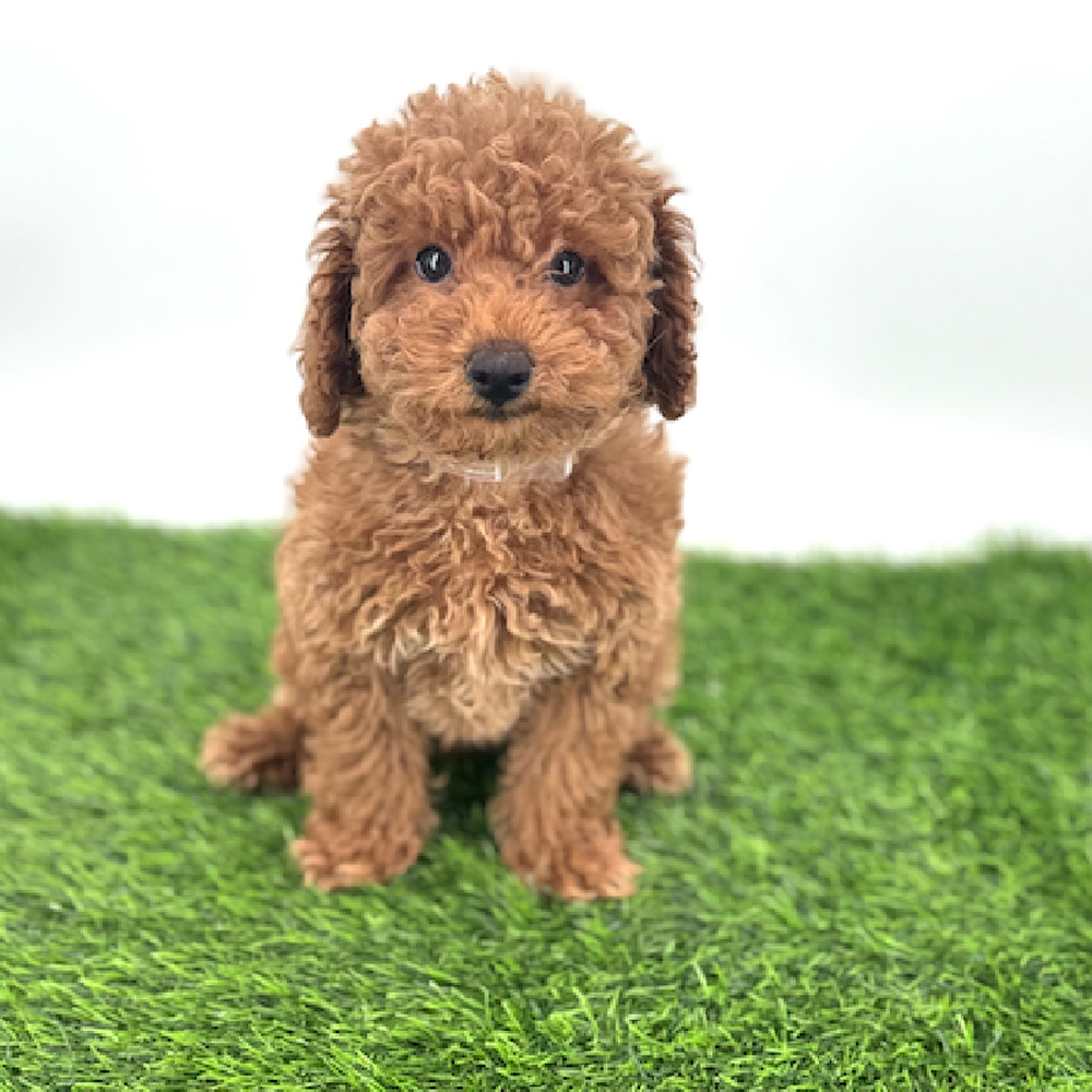 carousel pet images