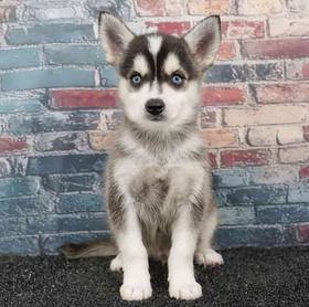 Alaskan Klee Kai