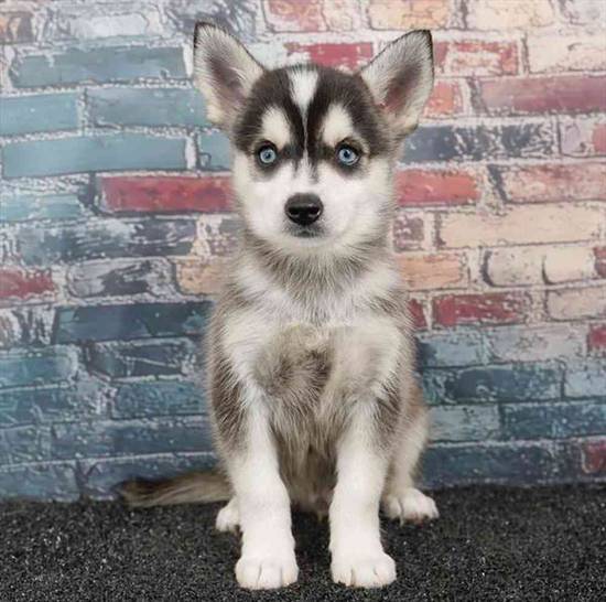 Alaskan Klee Kai