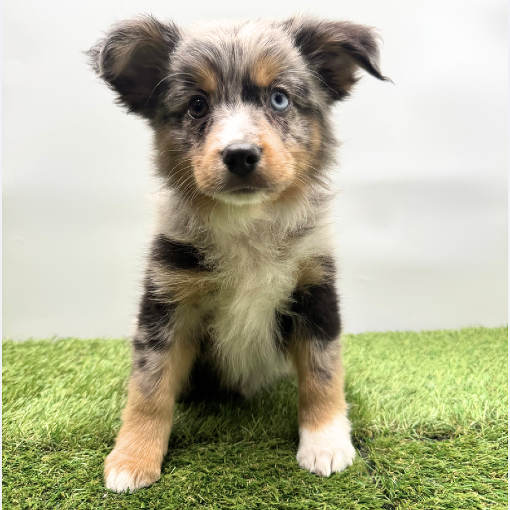 carousel pet images
