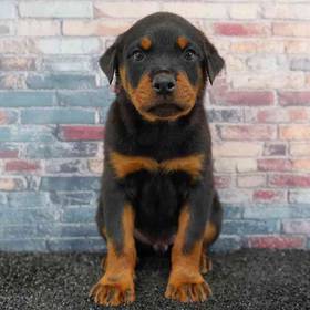 Rottweiler