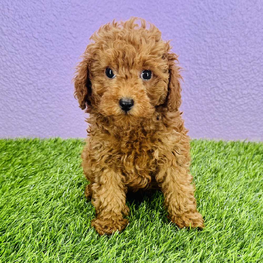 carousel pet images