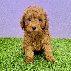 Poodle