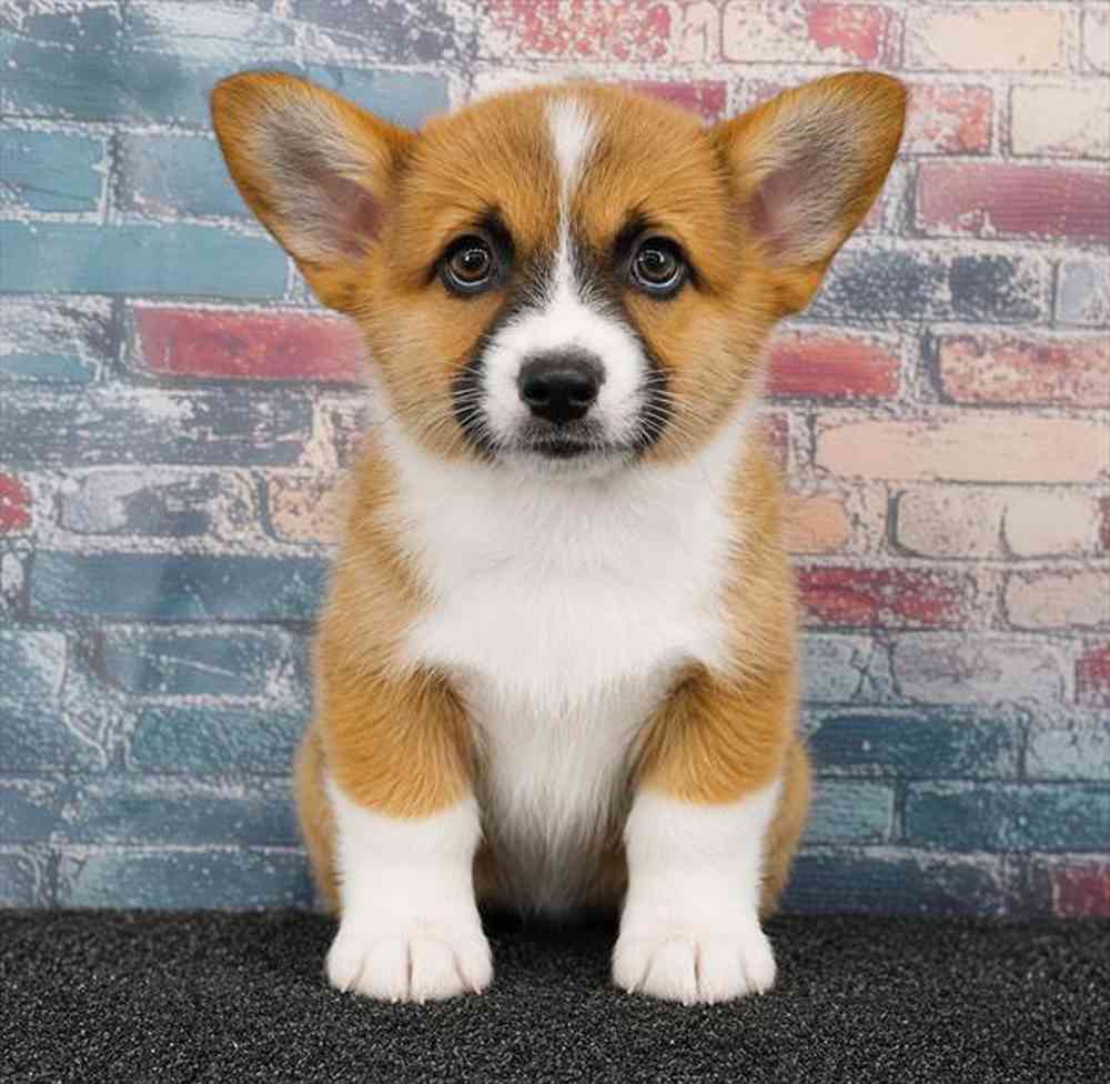 carousel pet images