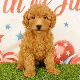 Poodle