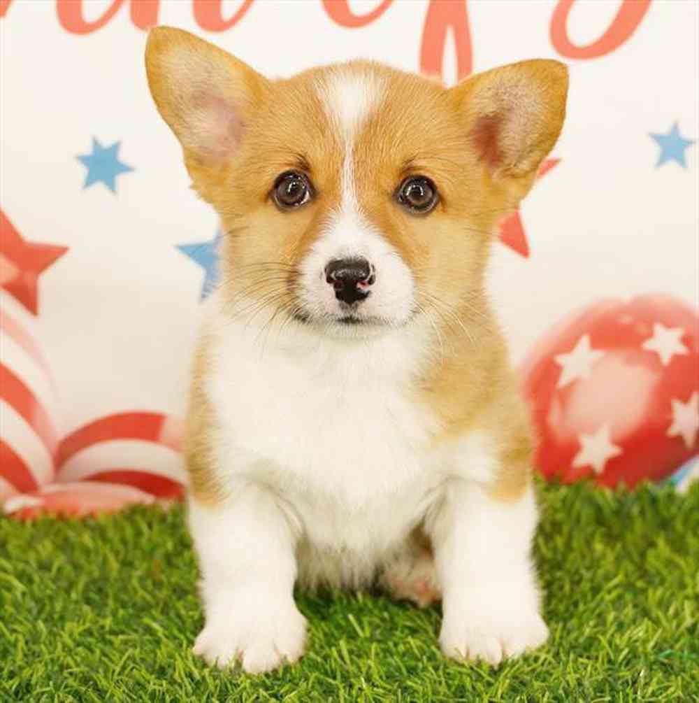 carousel pet images