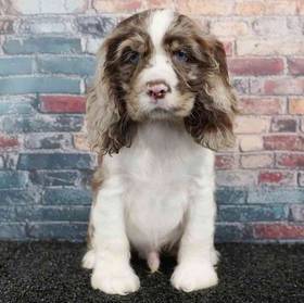Cocker Spaniel