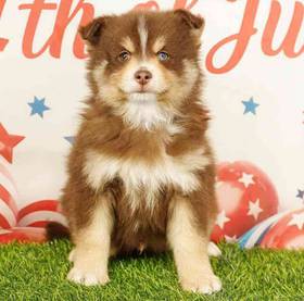 2nd Gen Pomsky