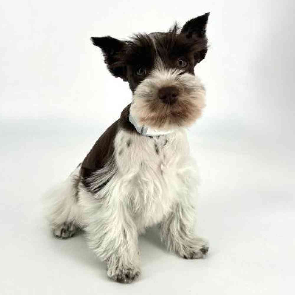 Female Mini Schnauzer Puppy for Sale in Tolleson, AZ