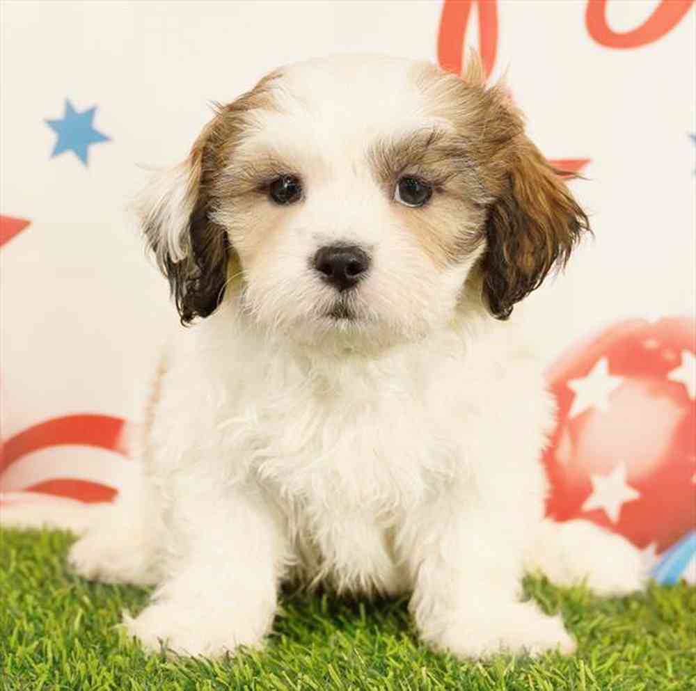 carousel pet images