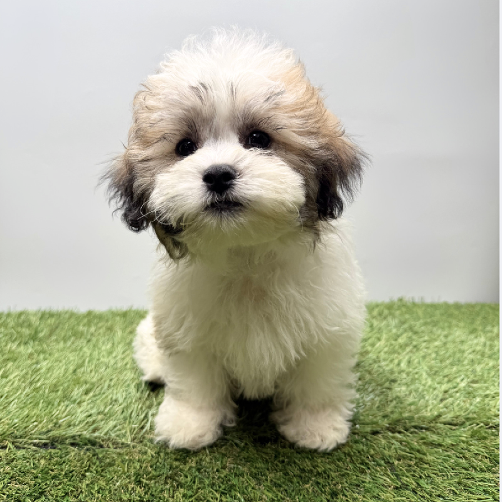carousel pet images