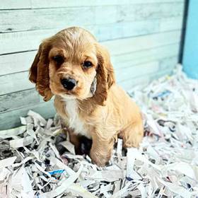 Cocker Spaniel