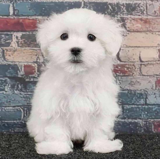 Maltese