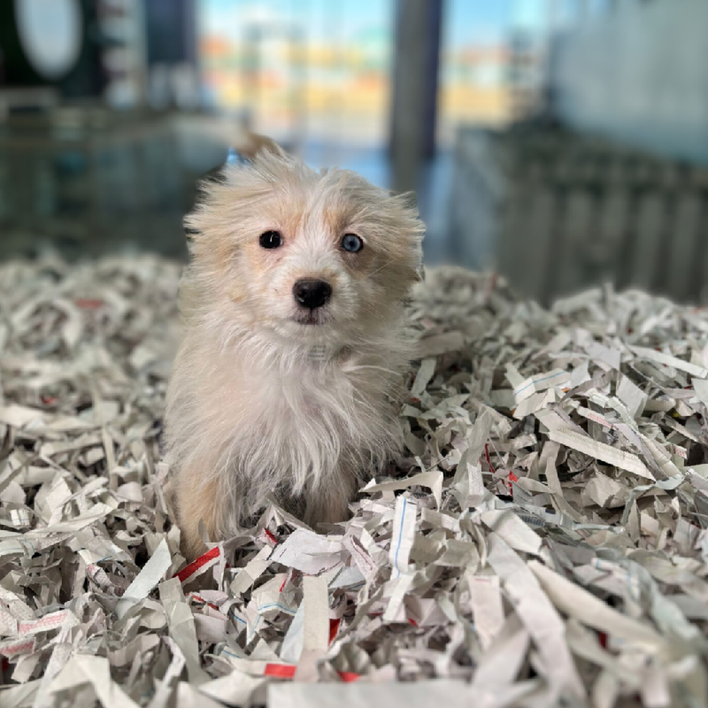 carousel pet images