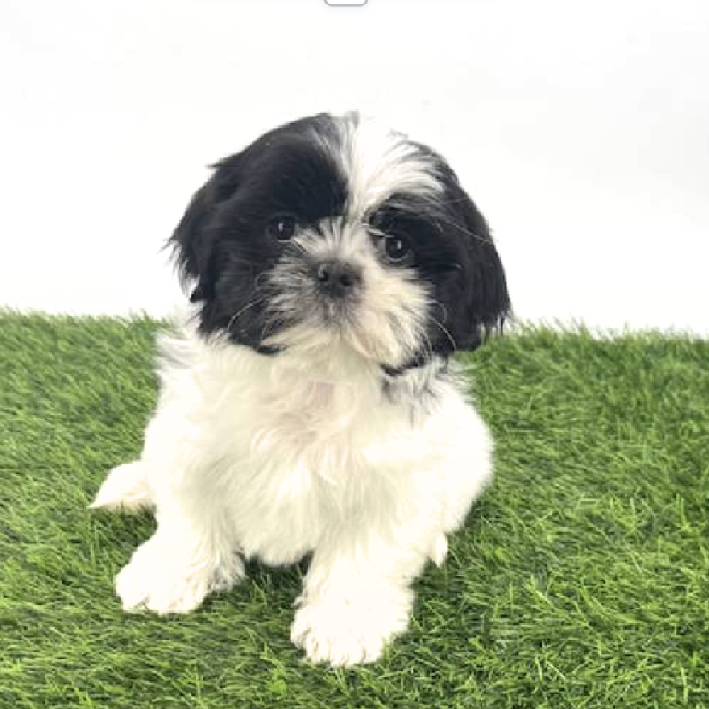 carousel pet images