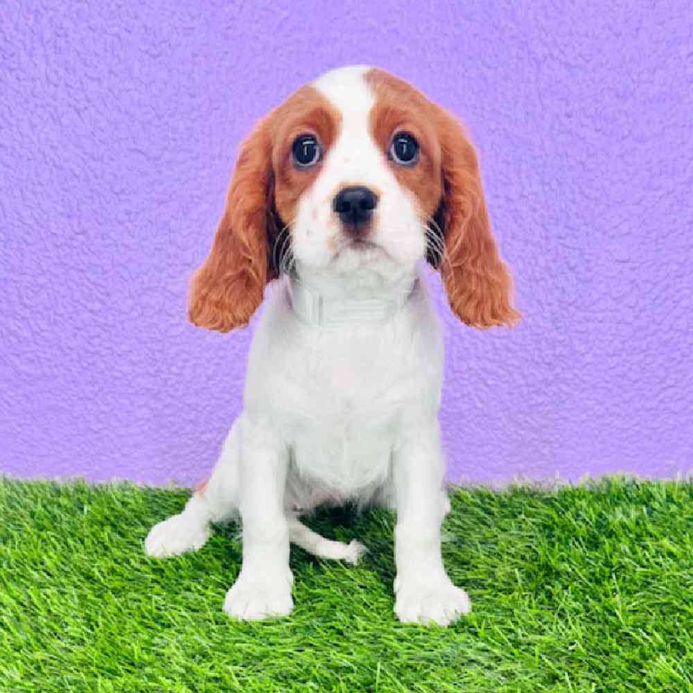 carousel pet images