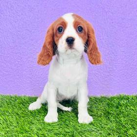 Cavalier King Charles Spaniel