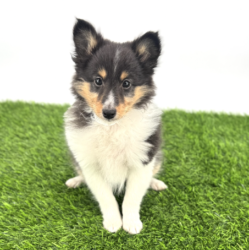 carousel pet images