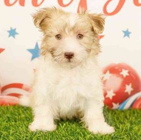 Havanese
