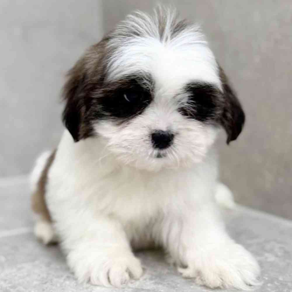 carousel pet images