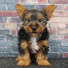 Yorkie