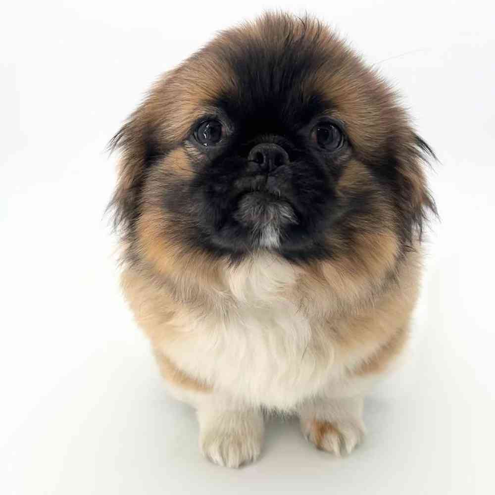 carousel pet images