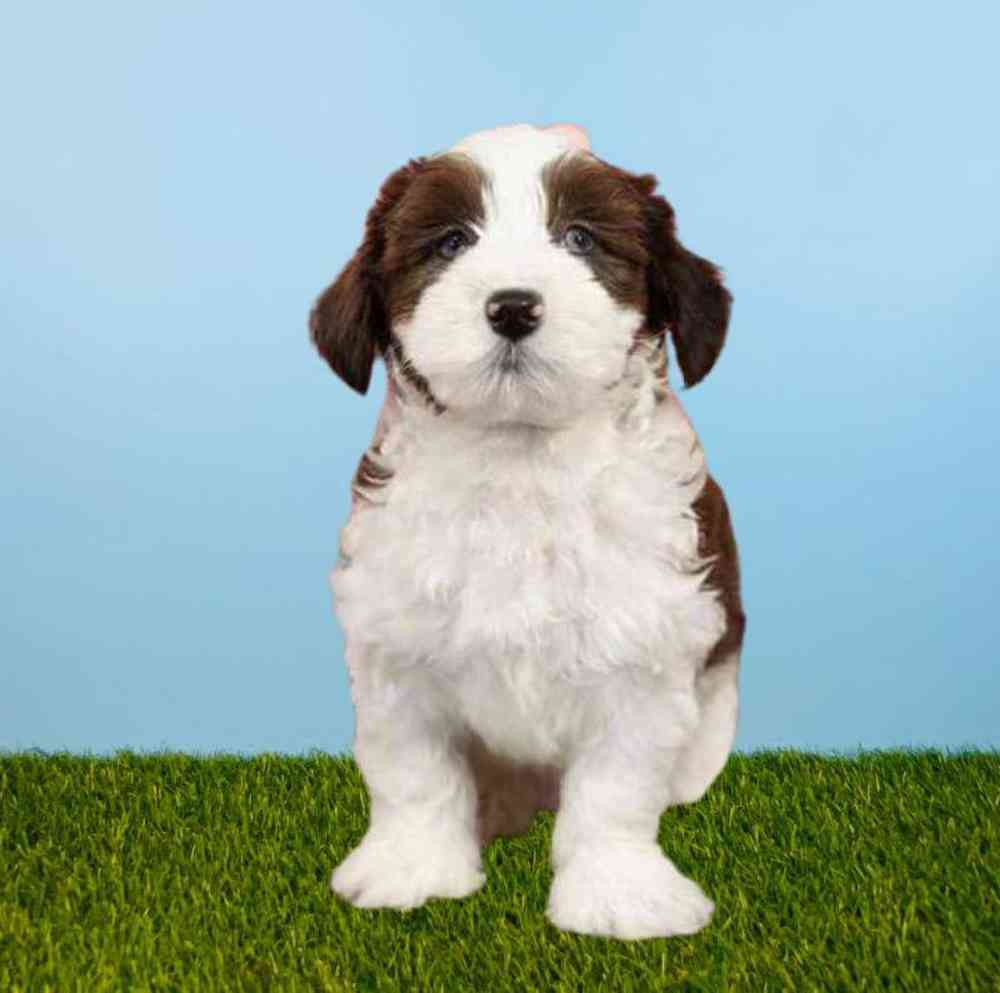 carousel pet images