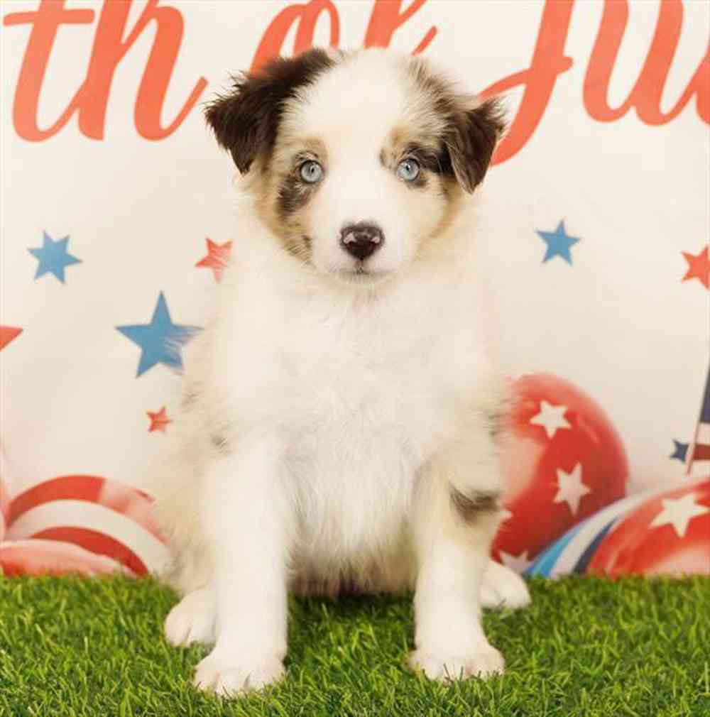 carousel pet images