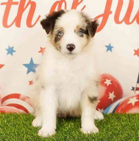 Mini Australian Shepherd