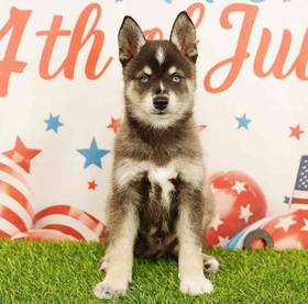 Alaskan Klee Kai