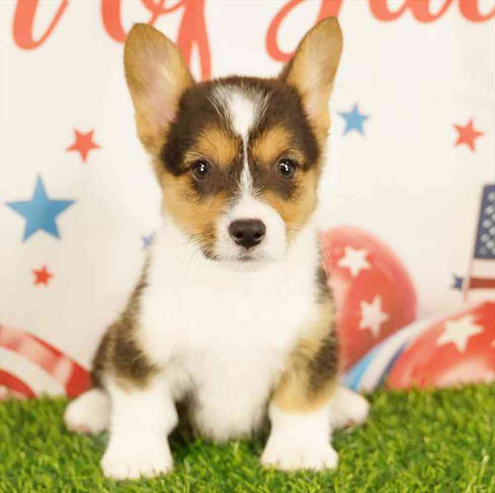 carousel pet images