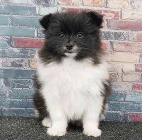 Pomeranian