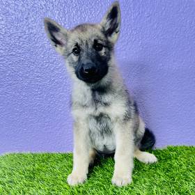 Norwegian Elkhound