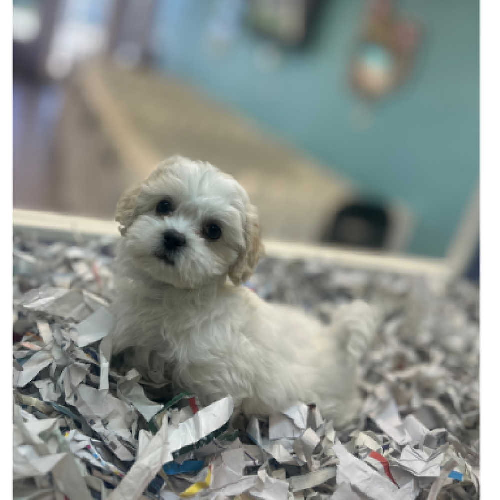 carousel pet images