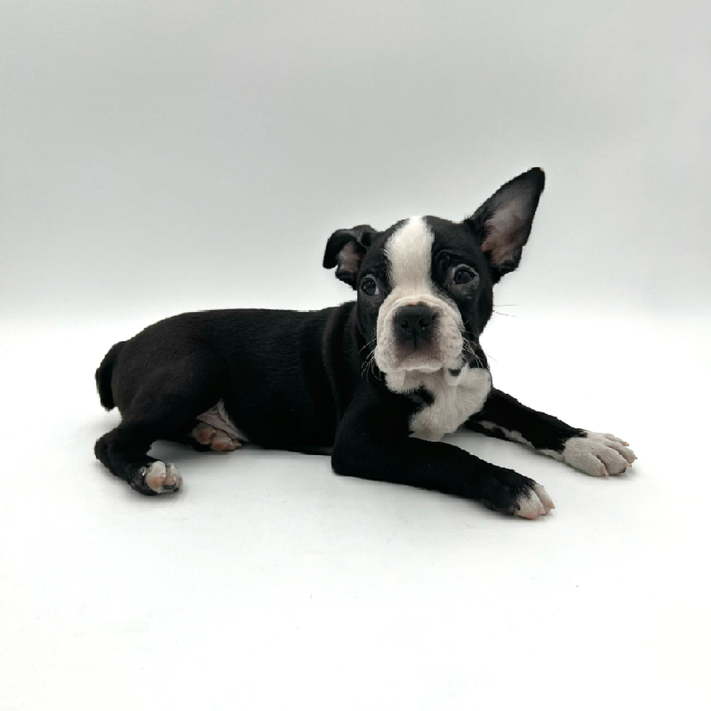 Male Boston Terrier Puppy for Sale in San Antonio, TX