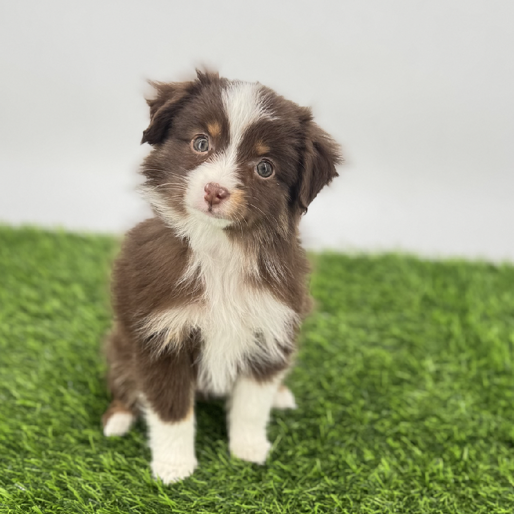 carousel pet images